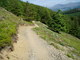 whinlatter forrest  june 2010 008.jpg